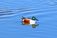 Northern Shoveler 15 - April 11, 2025 - Lund Waterfowl Production Area