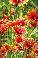 Blanket Flower 11 - July 02, 2024 Rural Minnesota