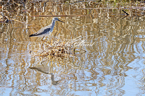 Greater Yellowlegs 17 - April 11, 2025 - Oakwood Lakes State Park South Dakota