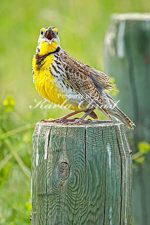Western Meadowlark 27 - June 07, 2024 - Keyhole State Park Wyoming