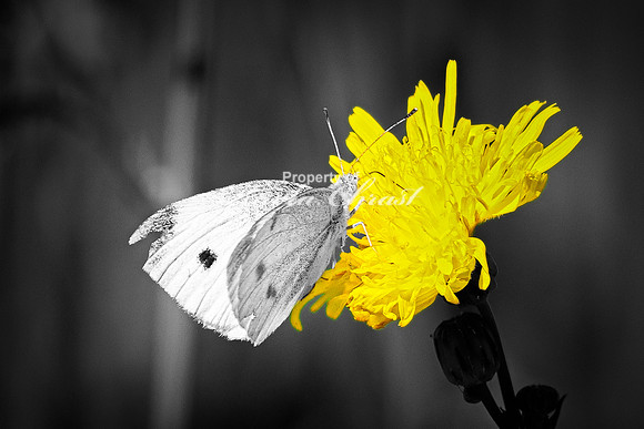 Cabbage White Butterfly 16 - August 14, 2023 Roy Lake State Park