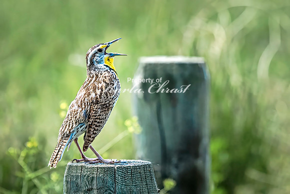 Western Meadowlark 21 - June 07, 2024 - Keyhole State Park Wyoming