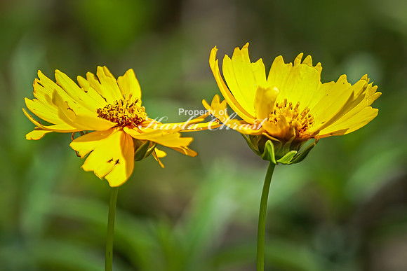 Coreopsis 10 - July 02, 2024 Rural Minnesota