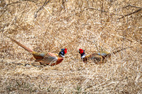 Ring-necked Pheasant, Male 16 - April 11, 2025 - Sioux Poinsett Game Production Area