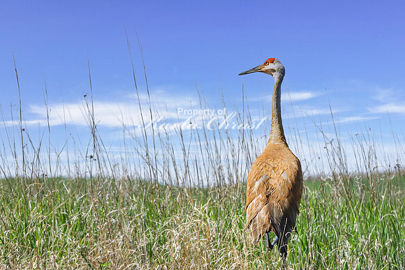 Sandhill Crane 10  - May 10, 2024 Union Slough National Wildlife Refuge