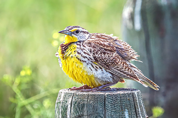 Western Meadowlark 29 - June 07, 2024 - Keyhole State Park Wyoming