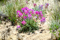 American Vetch 9 - June 05, 2024 - Fetterman Massacre Monument Wyoming