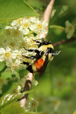 Tri-colored Bumble Bee 2 - May 22, 2016 Tamarac National Wildlife Refuge Minnesota