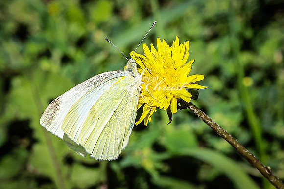 Cabbage White Butterfly 8 - August 14, 2023 Roy Lake State Park