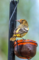 Baltimore Oriole 14 - May 16, 2024