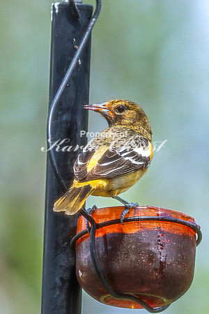 Baltimore Oriole 14 - May 16, 2024