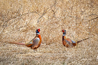 Ring-necked Pheasant, Male 8 - April 11, 2025 - Sioux Poinsett Game Production Area