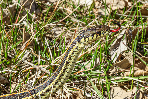 Garter Snake 6 - April 12, 2024 Oakwood Lakes State Park South Dakota