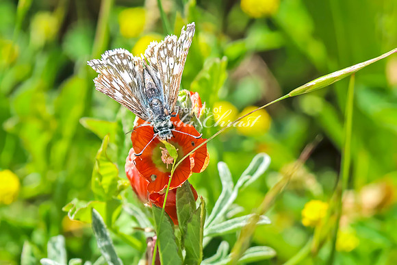 Common Checkered Skipper 6 - June 6,2024 - Little Bighorn Battlefield National Monument