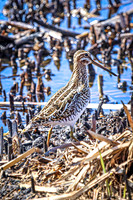 Wilson's Snipe 6 - April 11, 2025 - Lund Waterfowl Production Area
