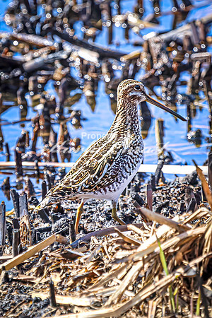 Wilson's Snipe 6 - April 11, 2025 - Lund Waterfowl Production Area