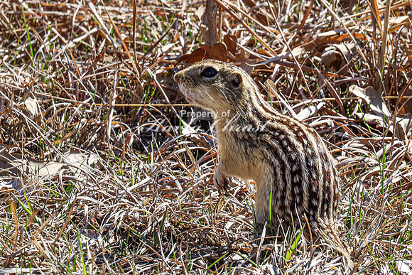 Thirteen-lined ground squirrel 19 - April 12, 2024 Oakwood Lakes State Park South Dakota