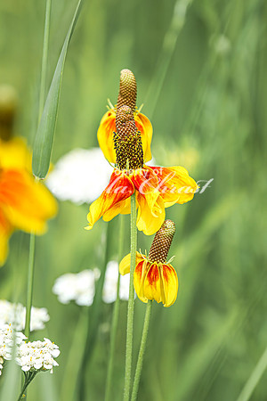 Prairie Coneflower 9 - July 02, 2024 Rural Minnesota