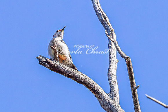 Red-bellied Woodpecker 15 - April 16, 2025 - La Framboise Island Nature Area