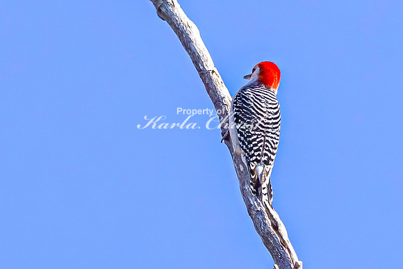 Red-bellied Woodpecker 16 - April 16, 2025 - La Framboise Island Nature Area