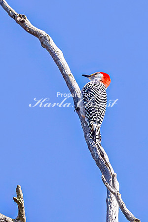 Red-bellied Woodpecker 17 - April 16, 2025 - La Framboise Island Nature Area
