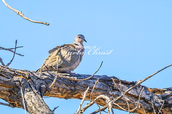 Mourning Dove 4 - April 16, 2025 - La Framboise Island Nature Area