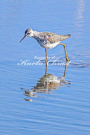 Greater Yellowlegs 22 - April 16, 2025 - Lund Waterfowl Production Area