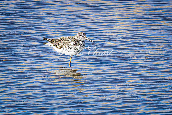 Greater Yellowlegs 23 - April 16, 2025 - Lund Waterfowl Production Area