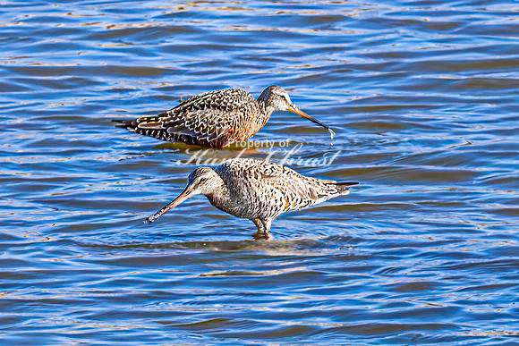 Hudsonian Godwit 1 - April 16, 2025 - Lund Waterfowl Production Area