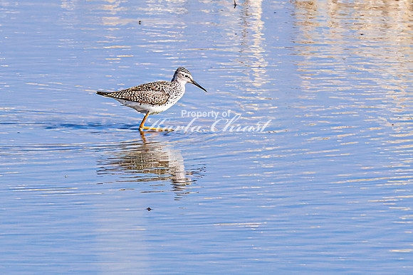 Greater Yellowlegs 24 - April 16, 2025 - Lund Waterfowl Production Area