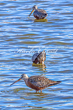 Hudsonian Godwit 2 - April 16, 2025 - Lund Waterfowl Production Area