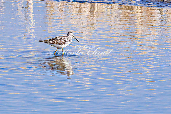 Greater Yellowlegs 25 - April 16, 2025 - Lund Waterfowl Production Area