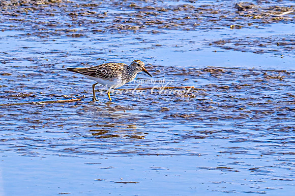 Greater Yellowlegs 26 - April 16, 2025 - Lund Waterfowl Production Area