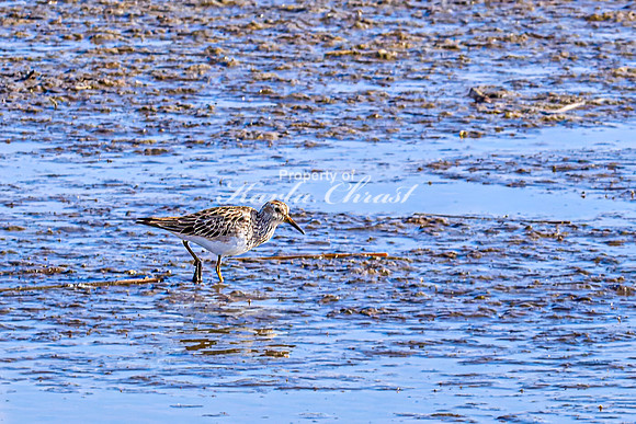 Greater Yellowlegs 27 - April 16, 2025 - Lund Waterfowl Production Area