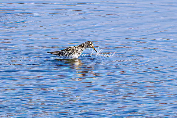 Greater Yellowlegs 28 - April 16, 2025 - Lund Waterfowl Production Area