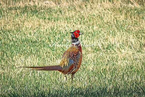 Ring-necked Pheasant, Male 37 - April 16, 2025 - Lund Waterfowl Production Area