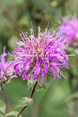 Wild Bergamot 15 - August 3, 2024 - Agassiz Recreational Trail