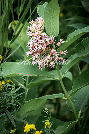 Milkweed 9 - August 3, 2024 - Agassiz Recreational Trail