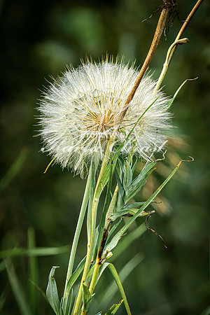 Dandelion 11 - August 3, 2024 - Agassiz Recreational Trail
