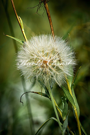 Dandelion 12 - August 3, 2024 - Agassiz Recreational Trail