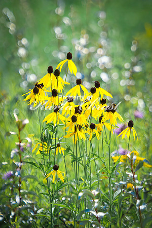 Prairie Coneflower 30 - August 3, 2024 - Agassiz Recreational Trail