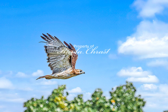 Red-tailed Hawk 4 - August 3, 2024 - Agassiz Recreational Trail