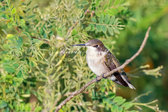Ruby-throated Hummingbird 29 - September 1,  2023 Oakwood Lakes State Park
