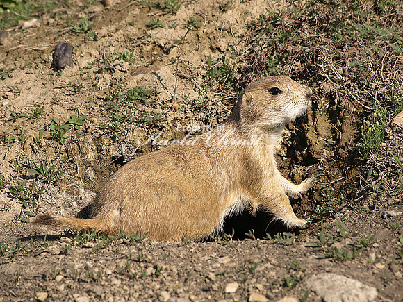Black-tailed Prairie Dog 4 - May 16, 2010 Theodore Roosevelt National Park