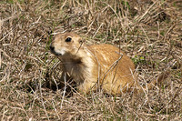 Black-tailed Prairie Dog 3 - May 14, 2010 Wind Cave National Park