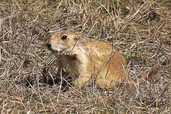 Black-tailed Prairie Dog 3 - May 14, 2010 Wind Cave National Park