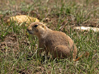 Black-tailed Prairie Dog 5 - May 14, 2010 Wind Cave National Park