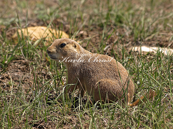 Black-tailed Prairie Dog 5 - May 14, 2010 Wind Cave National Park