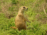 Black-tailed Prairie Dog 6 - May 16, 2010 Theodore Roosevelt National Park
