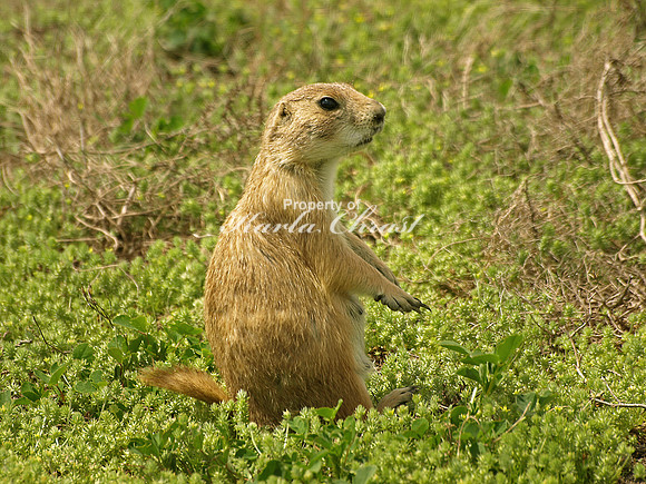 Black-tailed Prairie Dog 6 - May 16, 2010 Theodore Roosevelt National Park